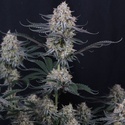 Guava Sundae Auto (Fast Buds) Feminizada