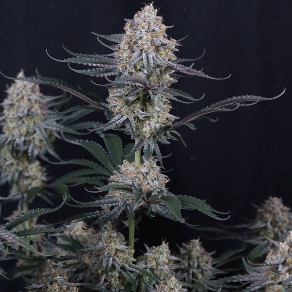Guava Sundae Auto (Fast Buds) Feminizada