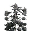 Mendo Frost Auto (Fast Buds) Feminizada