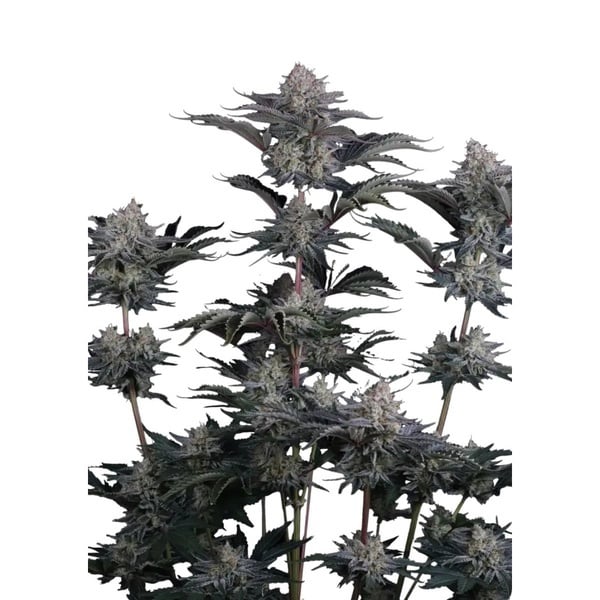 Mendo Frost Auto (Fast Buds) Feminizada