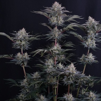 Mendo Frost Auto (Fast Buds) Feminizada