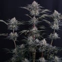 Mendo Frost Auto (Fast Buds) Feminizada
