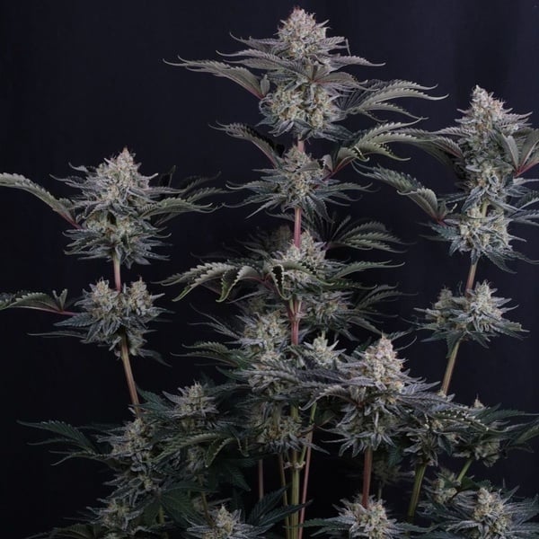Mendo Frost Auto (Fast Buds) Feminizada