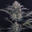 Mendo Frost Auto (Fast Buds) Feminizada