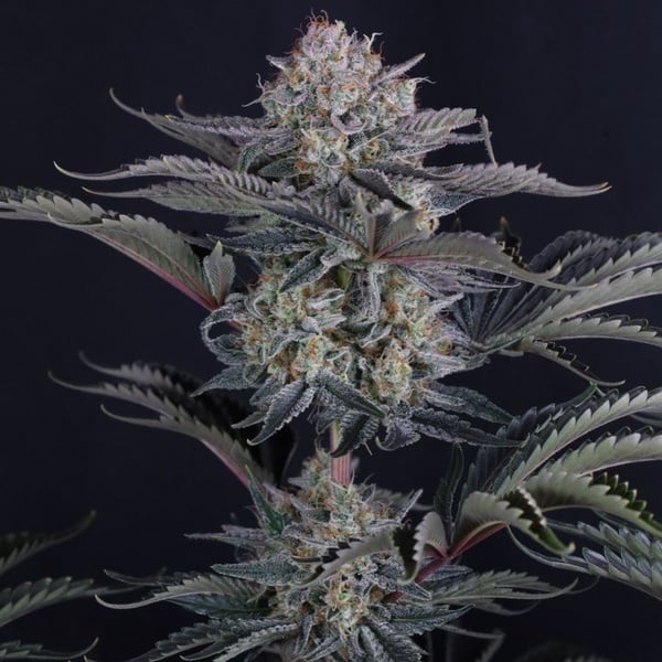 Mendo Frost Auto (Fast Buds) Feminizada