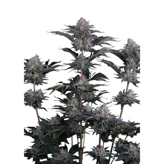 Mendo Guava Auto (Fast Buds) Feminizada