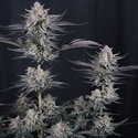 Mendo Guava Auto (Fast Buds) Feminizada