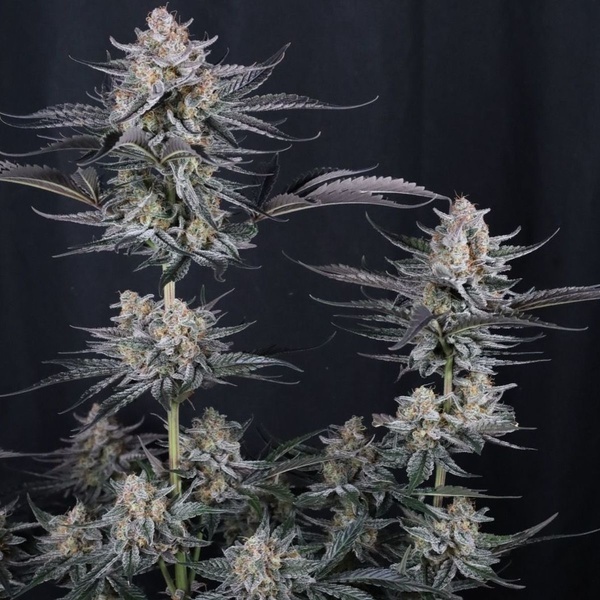 Mendo Guava Auto (Fast Buds) Feminizada