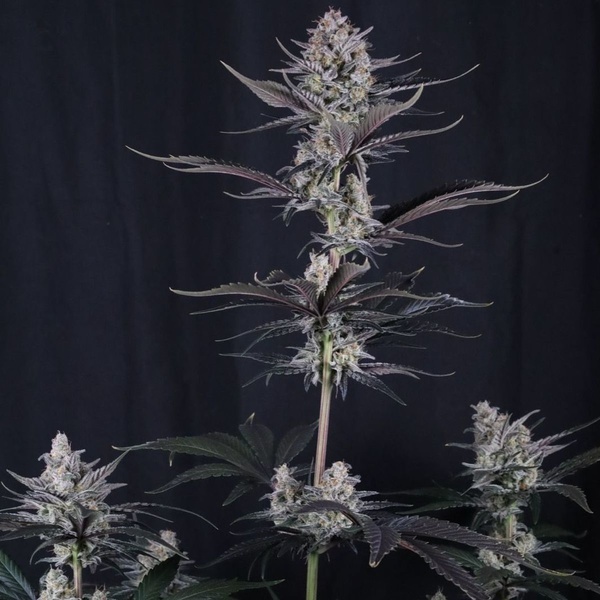 Mendo Guava Auto (Fast Buds) Feminizada
