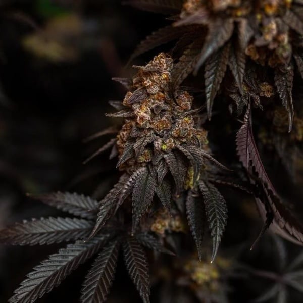 Papayton (Fast Buds) Feminizada