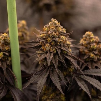 Papayton (Fast Buds) Feminizada