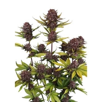 Purple Lemonade Auto RF3 (FastBuds) feminized