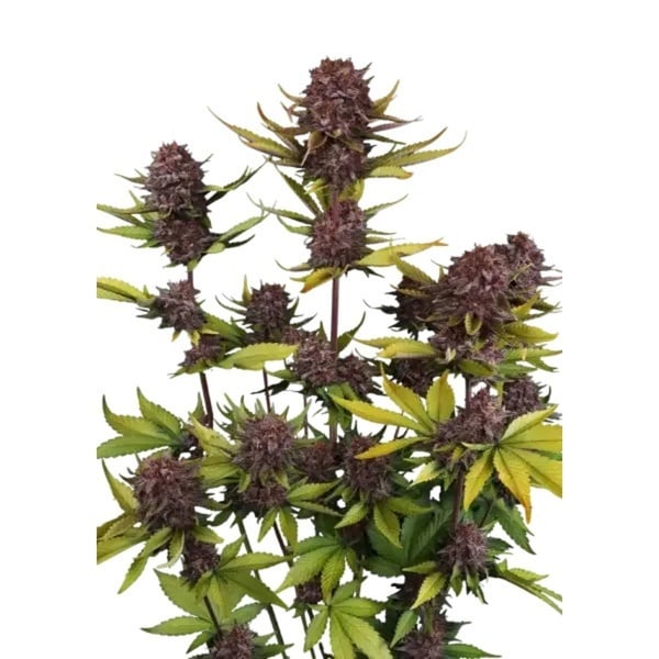 Purple Lemonade Auto RF3 (Fast Buds) Feminizada