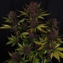 Purple Lemonade Auto RF3 (Fast Buds) Feminizada
