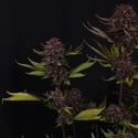 Purple Lemonade Auto RF3 (Fast Buds) Feminizada