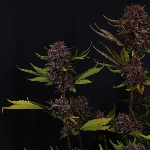 Purple Lemonade Auto RF3 (Fast Buds) Feminizada