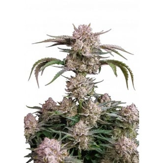 Strawberry Gorilla Auto RF3 (FastBuds) feminized