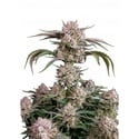 Strawberry Gorilla Auto RF3 (Fast Buds) Feminizada