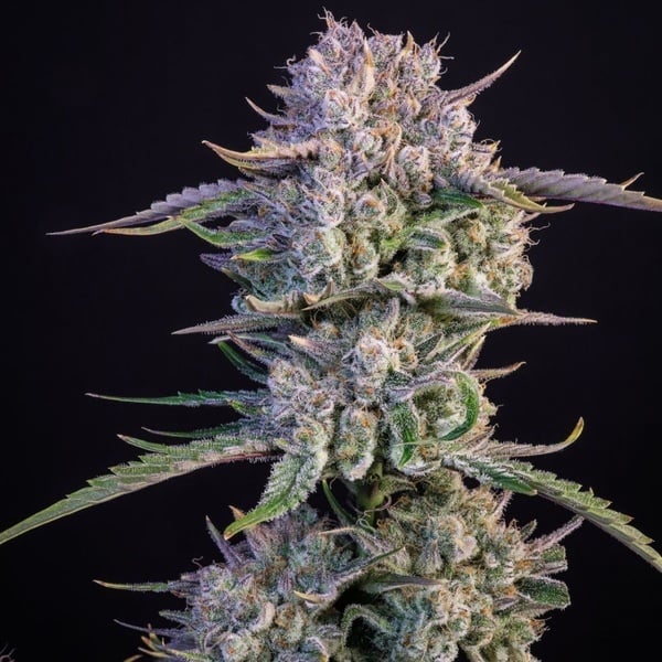 Strawberry Gorilla Auto RF3 (Fast Buds) Feminizada