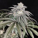 Cherry Melt (Pure Instinto) Feminizada