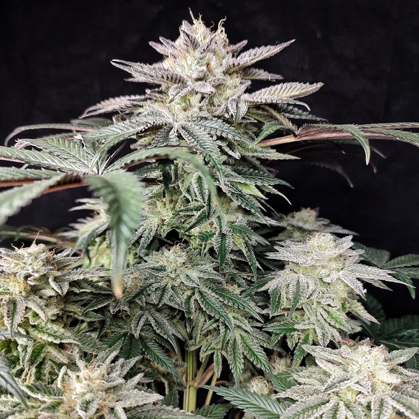 Golden Truffle (Pure Instinto) Feminizada