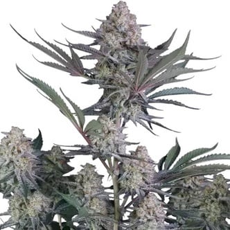 Lemon Tree Auto (FastBuds) feminized