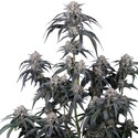 Mango Frost Auto (Fast Buds) Feminizada