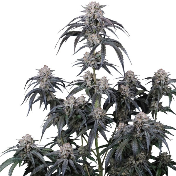 Mango Frost Auto (Fast Buds) Feminizada