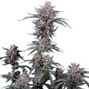 Mango Cherry Runtz Auto (Fast Buds) Feminizada