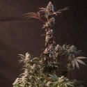 Lemon Cherry Runtz (Fast Buds) feminizada
