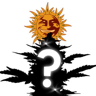Feminized Mystery Seeds 10 (Barney's Farm)
