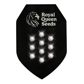 Semilla Misteriosa Autofloreciente 10 (Royal Queen Seeds)