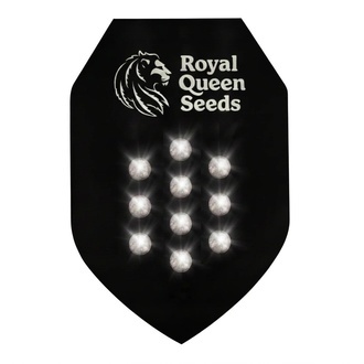 Semilla Misteriosa Autofloreciente 10 (Royal Queen Seeds)