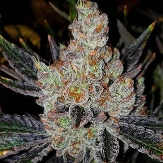 10th Planet R1 (Ethos Genetics) feminized