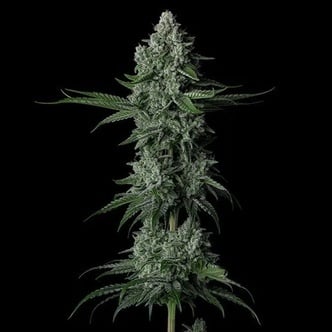 Grandpa's Stash R2 (Ethos Genetics) feminized