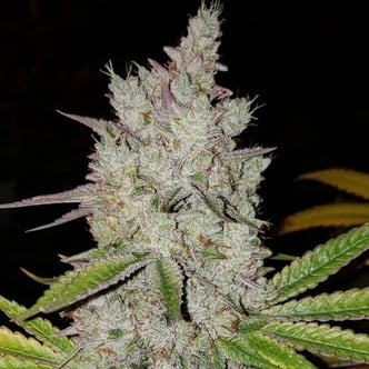 Lilac Diesel RBX2 Auto (Ethos Genetics) feminized