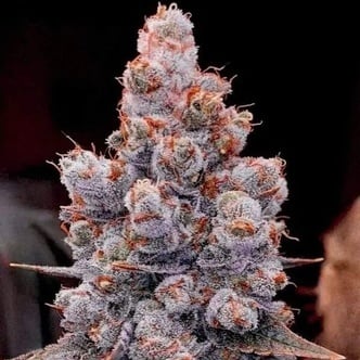 Banana Jealousy RF3 Auto (Ethos Genetics) feminized