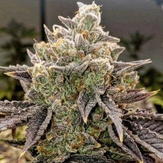 Bubble Gummy Auto (Ethos Genetics) feminized
