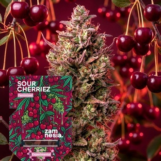 Sour Cherriez (Zamnesia Seeds) Feminizada