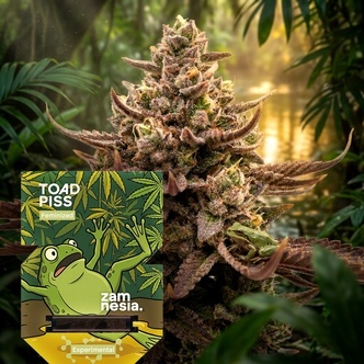 Toad Piss (Zamnesia Seeds) Feminizada