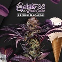French Macaron (T.H.Seeds) Feminizada