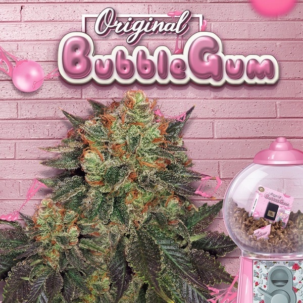 Bubblegum (T.H. Seeds) Feminizada