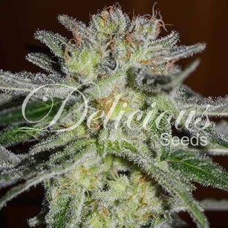 Northern Light Blue (Delicious Seeds) feminizada