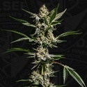 FireGum (T.H.Seeds) feminizada