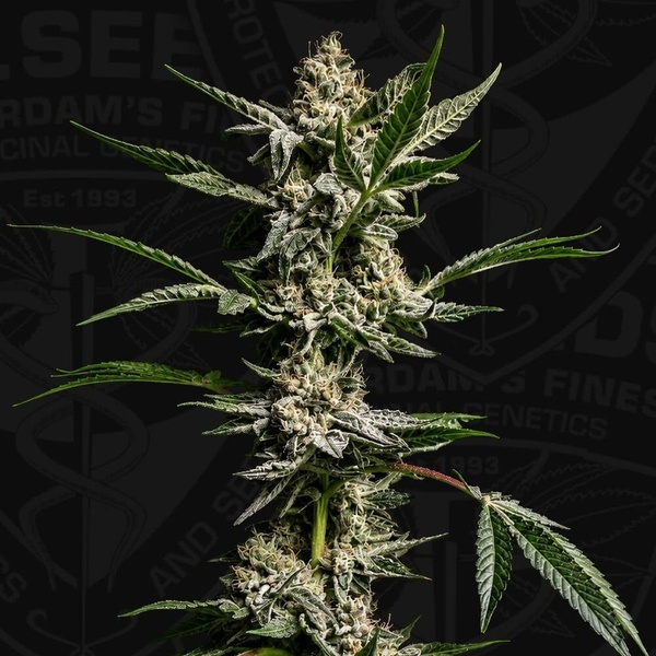 FireGum (T.H.Seeds) feminizada