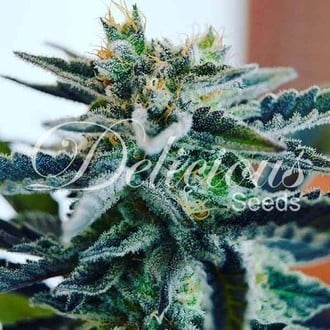 Sugar Black Rose (Delicious Seeds) feminizada