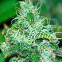 Fruity Chronic Juice (Delicious Seeds) feminizada