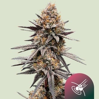 Gravity Berry F1 (Royal Queen Seeds) Feminizada