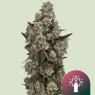 Supersoda F1 (Royal Queen Seeds) Feminizada