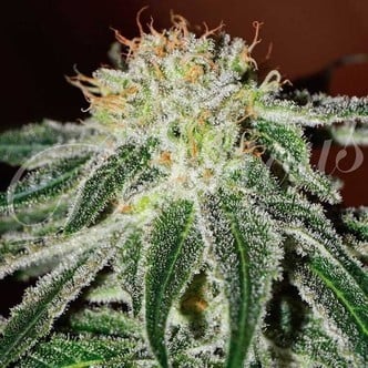 Black Russian (Delicious Seeds) feminizada